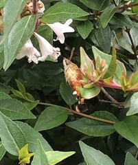 Macroglossum trochilus