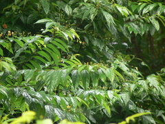 Grewia serrulata