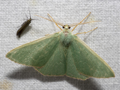 Prasinocyma semicrocea