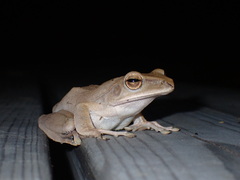 Polypedates megacephalus