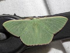 Prasinocyma semicrocea