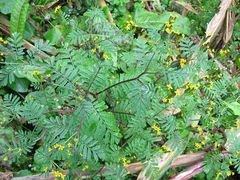 Tagetes foetidissima