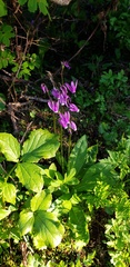 Dodecatheon