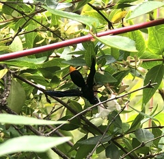 Synagris