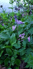Dodecatheon