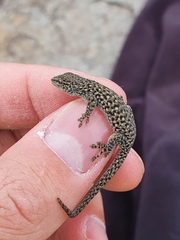 Lygodactylus ocellatus