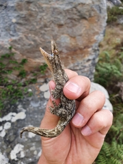 Homopholis walbergii