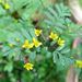 Tagetes foetidissima - Photo (c) gbeckmann,  זכויות יוצרים חלקיות (CC BY-NC)