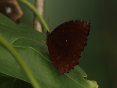Elymnias hypermnestra