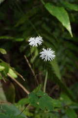 Thalictrum urbainii