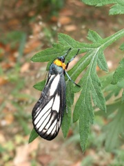 Lepidoptera
