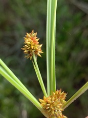Cyperus scaber