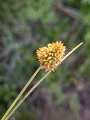 Cyperus scaber