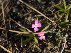 Malcolmia triloba