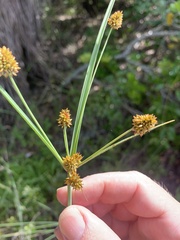 Cyperus scaber