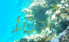 Lutjanus fulviflamma