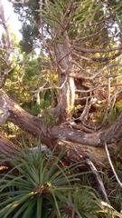 Athrotaxis cupressoides