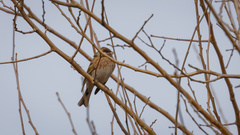 Emberiza leucocephalos