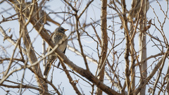 Turdus pilaris