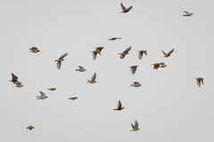 Calcarius lapponicus