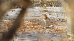 Turdus ruficollis