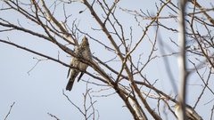 Turdus pilaris