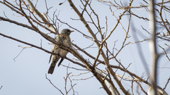 Turdus pilaris