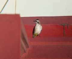 Pycnonotus goiavier