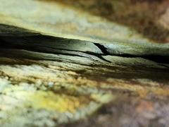 Lygodactylus ocellatus