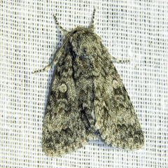 Acronicta megacephala