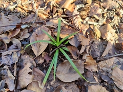 Carex sylvatica