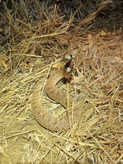 Aspidelaps scutatus intermedius