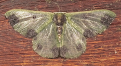 Oospila atopochlora