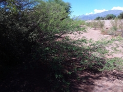 Vachellia aroma