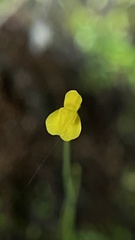 Utricularia bifida