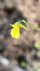 Utricularia bifida