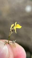 Utricularia bifida