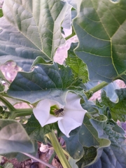 Datura ferox