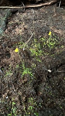 Utricularia bifida