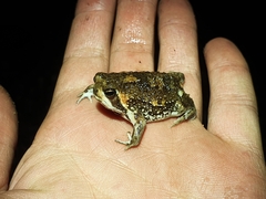 Breviceps