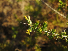 Genista triacanthos