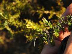 Genista triacanthos