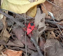 Probergrothius sanguinolens