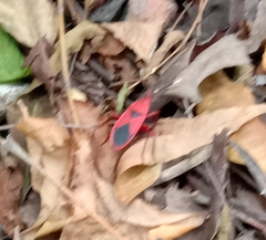 Probergrothius sanguinolens
