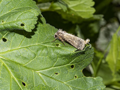 Pandesma robusta