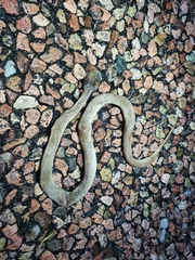 Crotaphopeltis hotamboeia
