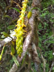 Bulbophyllum vulcanorum