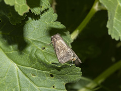 Pandesma robusta