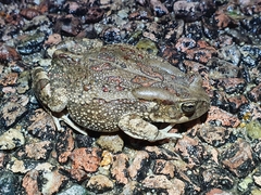 Sclerophrys garmani