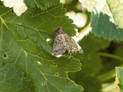 Pandesma robusta